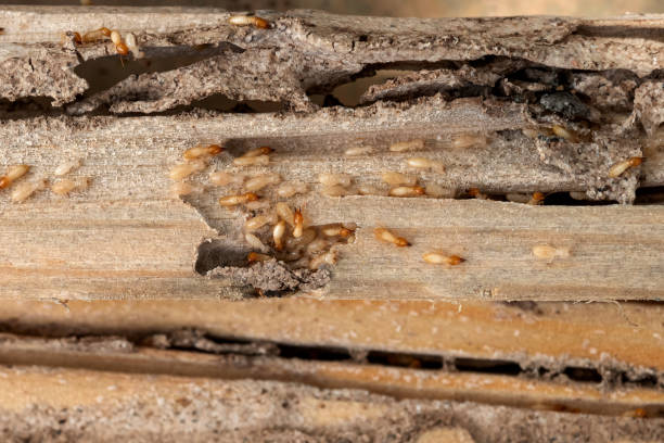 Wasp Removal Services in Elkader, IA